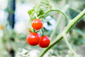 Nicole Burkechen高级果园/Tomatoes